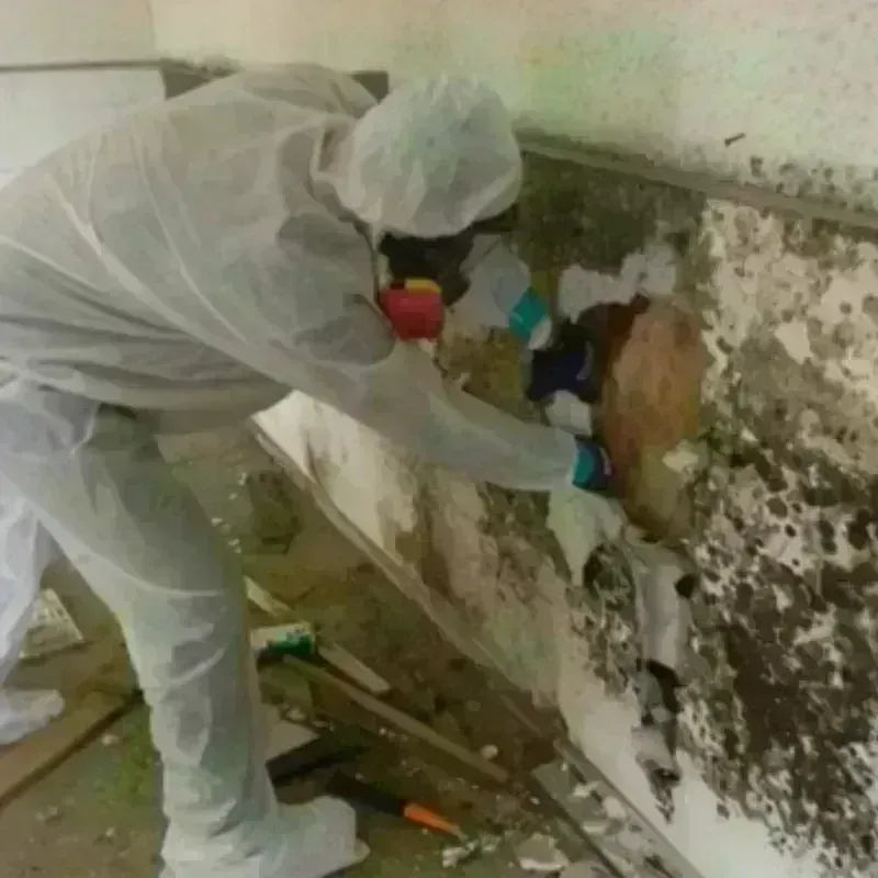 Mold Remediation and Removal in Friendship, NY